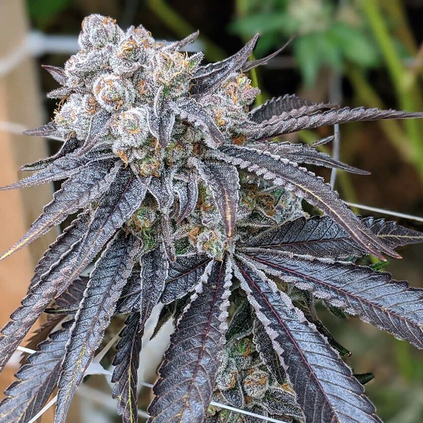 Frosted purple cannabis bud with trichomes